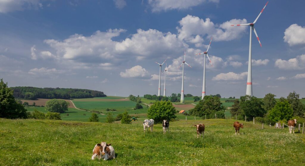 Grüne Weide mit 6 rotbunten Kühen im Hintergrund eine schöne, grüne Hügellandschaft und Windräder.