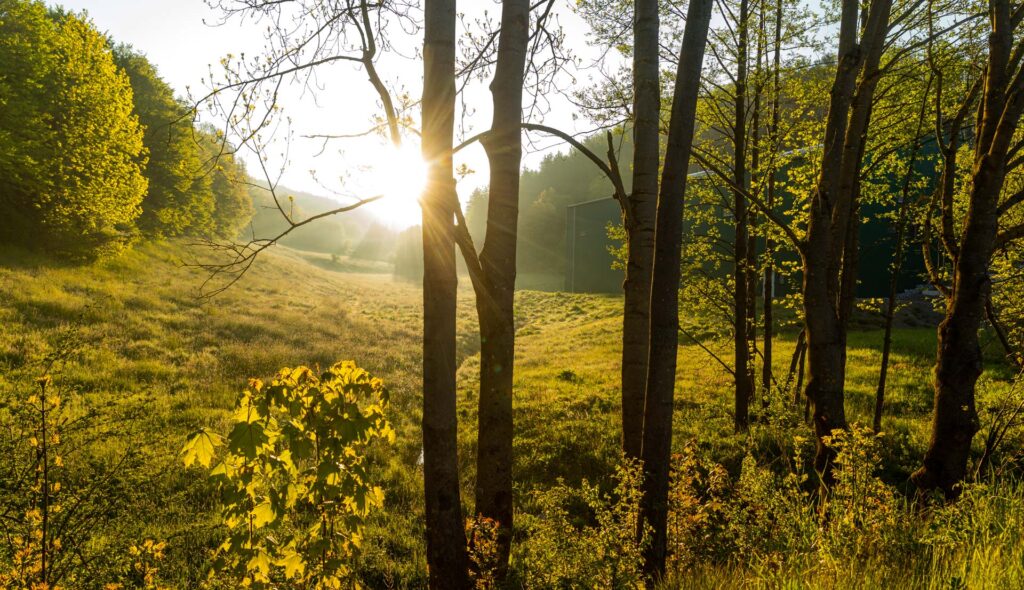 Das Bild zeigt, wie die Sonne zwischen den Bäumen durchscheint. Es ist mystisch.